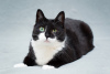 Additional photos: Charming black and white cat Mila with a heart on her paw is looking for the