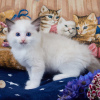 Photo №2 to announcement № 106485 for the sale of ragdoll - buy in Czech Republic 