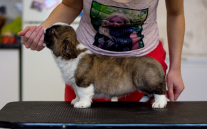 Photo №4. I will sell welsh corgi in the city of Bryansk. from nursery - price - 909$