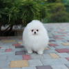 Photo №4. I will sell pomeranian in the city of Essen. private announcement - price - 350$