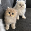 Photo №2 to announcement № 55328 for the sale of persian cat - buy in Ireland breeder