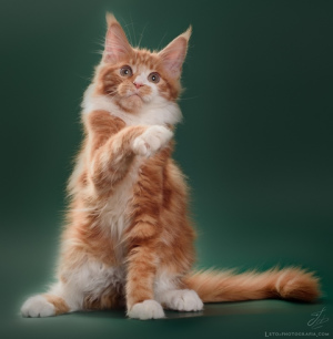 Photo №2 to announcement № 4894 for the sale of maine coon - buy in Russian Federation from nursery