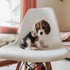 Photo №1. beagle - for sale in the city of Berlin | negotiated | Announcement № 68905