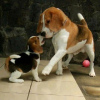 Photo №1. beagle - for sale in the city of Франкфурт-на-Майне | 380$ | Announcement № 124533