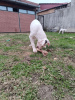 Photo №3. Great Dane Puppies. Serbia