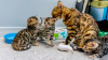 Photo №1. bengal cat - for sale in the city of Eindhoven | Is free | Announcement № 58404