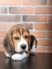 Photo №1. beagle - for sale in the city of Quedlinburg | 423$ | Announcement № 103659