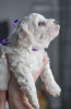 Additional photos: Bichon Friesian puppies