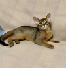Photo №2 to announcement № 35327 for the sale of abyssinian cat - buy in Belarus private announcement, from nursery