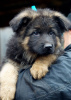 Additional photos: Gorgeous long-haired German Shepherd puppies.