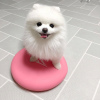 Photo №4. I will sell pomeranian in the city of Berlin. private announcement - price - 400$