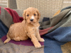 Photo №2 to announcement № 42357 for the sale of otterhound - buy in Germany 