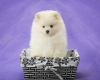 Photo №2 to announcement № 122733 for the sale of pomeranian - buy in Germany private announcement, from nursery, breeder