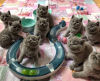 Photo №1. british shorthair - for sale in the city of Антверпен | 211$ | Announcement № 120980