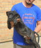 Photo №3. Cane corso puppies. Serbia