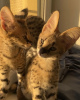 Photo №1. savannah cat - for sale in the city of Vienna | 1585$ | Announcement № 99645