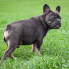 Photo №3. French Bulldog blue and tan. Russian Federation