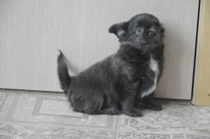 Photo №2 to announcement № 5975 for the sale of chihuahua - buy in Russian Federation private announcement