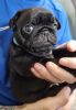 Photo №1. pug - for sale in the city of Fremont | 260$ | Announcement № 83959