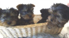 Photo №1. yorkshire terrier - for sale in the city of Las Vegas | negotiated | Announcement № 11718