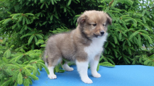 Photo №2 to announcement № 426 for the sale of shetland sheepdog - buy in Belarus private announcement