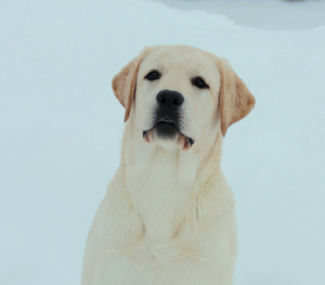 Photo №4. I will sell labrador retriever in the city of Москва. from nursery - price - negotiated