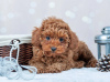 Photo №2 to announcement № 32060 for the sale of poodle (toy) - buy in Germany breeder