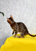 Additional photos: The best bengal kittens