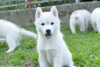 Photo №1. siberian husky - for sale in the city of Belgrade | 1057$ | Announcement № 119255