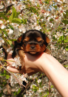 Photo №4. I will sell yorkshire terrier in the city of Mariupol. from nursery, breeder - price - 676$