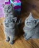 Photo №1. british shorthair - for sale in the city of Тампере | 489$ | Announcement № 10546