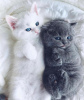 Photo №1. british shorthair - for sale in the city of New York | 310$ | Announcement № 103813