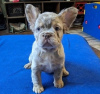 Photo №2 to announcement № 82167 for the sale of french bulldog - buy in France breeder