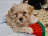 Photo №2 to announcement № 102530 for the sale of maltese dog, maltipu - buy in United States private announcement