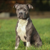 Photo №4. Mating american staffordshire terrier in Ukraine. Announcement № 80753