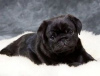Photo №2 to announcement № 42032 for the sale of pug - buy in Russian Federation from nursery, breeder