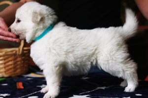 Photo №4. I will sell berger blanc suisse in the city of Krasnodar. breeder - price - 451$
