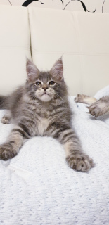 Photo №1. maine coon - for sale in the city of Nizhny Novgorod | negotiated | Announcement № 3390