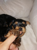 Photo №2 to announcement № 71251 for the sale of yorkshire terrier - buy in Latvia private announcement, from nursery, breeder