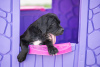 Additional photos: Cane Corso puppies