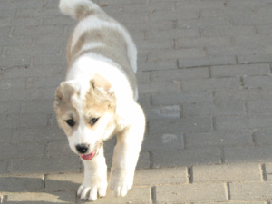 Photo №1. central asian shepherd dog - for sale in the city of Minsk | 376$ | Announcement № 2213