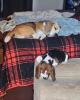 Additional photos: beagle puppies raised in a loving family home, 