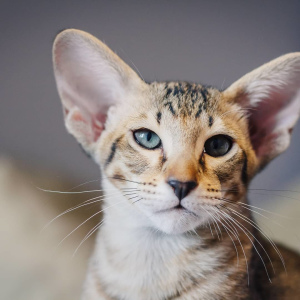 Photo №1. oriental shorthair - for sale in the city of Nizhny Tagil | 393$ | Announcement № 1840