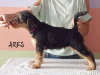 Additional photos: Airedale Terrier puppies READY FOR COLLECTION - ZKwP / FCI