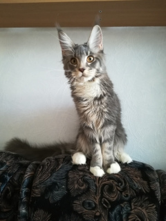Photo №2 to announcement № 1463 for the sale of maine coon - buy in Russian Federation from nursery