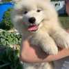 Photo №1. samoyed dog - for sale in the city of Даллас | 1100$ | Announcement № 11660