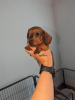 Photo №1. dachshund - for sale in the city of English Bicknor | 634$ | Announcement № 56820