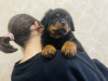 Photo №1. rottweiler - for sale in the city of Kazan | negotiated | Announcement № 36623