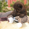 Photo №1. pomeranian - for sale in the city of Ohiowa | Is free | Announcement № 127576