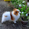 Photo №4. I will sell pomeranian in the city of Belgrade.  - price - negotiated